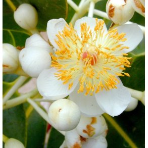 LakShmi - Inophilum Calophilum olie 30 ml