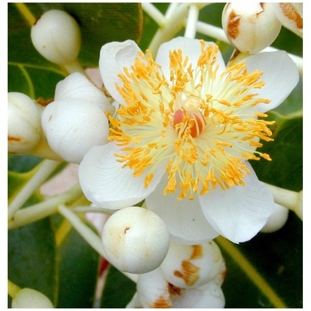LakShmi - Inophilum Calophilum olie 30 ml