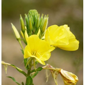 LakShmi - Oenothera (Natlys) olie 30 ml