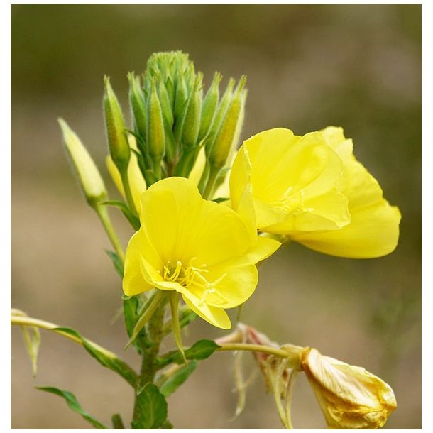 LakShmi - Oenothera (Natlys) olie 30 ml