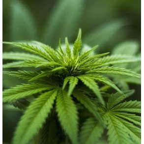 LakShmi - Hamp olie 100 ml 