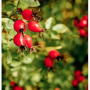 LakShmi - Hyben og rose olie 30 ml 