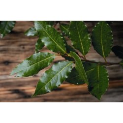 Lakshmi - Laurel, Croatia, 5 ml.