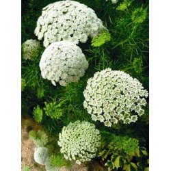 Lakshmi - Amni visnaga, Marocco, 2 ml.