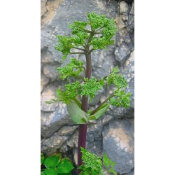 Lakshmi - Angelik, Hungary,  5 ml