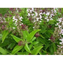 Lakshmi- Holy Basil, India, (Basilikum) 10 ml.