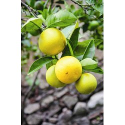 Lakshmi- Bergamot, Italy, 10 ml. 