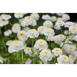 Lakshmi- Camomilla Roman, Italy, 2 ml. 