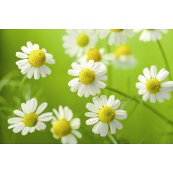 Lakshmi - Chamomille blu, Croatia,  2 ml.