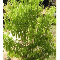 Lakshmi - Cinnamom bark, Madagascar, bio, 5 ml