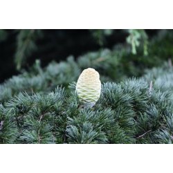 Lakshmi - Himalaya Cedar, India, 10 ml.