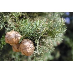 Lakshmi - Cypres, Spain, 10 ml.