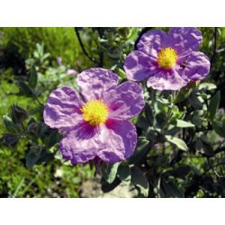 Lakshmi - Cistus, Portugal,  5 ml.