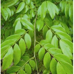 Lakshmi - Copaiba, Brasil, 10 ml.