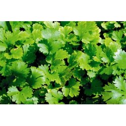 Lakshmi - Coriander, India wild, 10 ml.