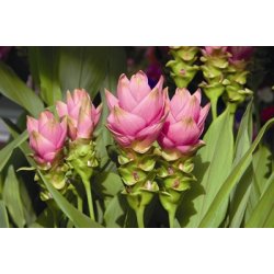 Lakshmi - Turmeric, wild, 10 ml. 