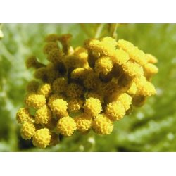 Lakshmi -Immotelle, Corse-France, 2 ml.