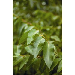 Lakshmi - Eucalyptus Radiata. Australia, 10 ml.