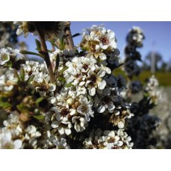 Lakshmi - Fragonia, Australia, 5 ml.     