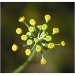 Lakshmi - Fennel, Italy, 10 ml.
