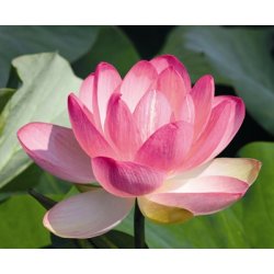 Lakshmi - Lotus Flower, India, 1 ml.