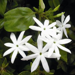 Lakshmi - Jasmin, India, 1 ml.