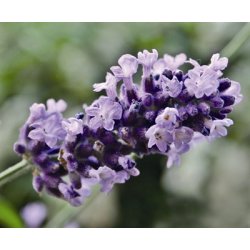 Lakshmi - Lavendel Vera Ekstra sup. 10 ml. 