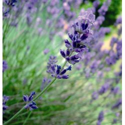 Lakshmi - Spike Lavendel, 10 ml. 