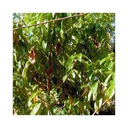 Lakshmi - Rosewood, Brazil, 5 ml.