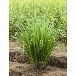 Lakshmi - Lemongrass 10 ml