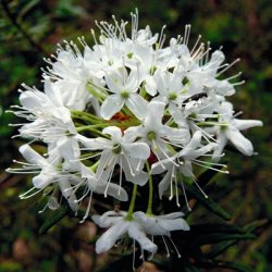 Lakshmi - Ledum, 2 ml.