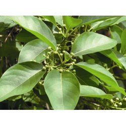 Lakshmi - Litsea Cubeba, China 10 ml.