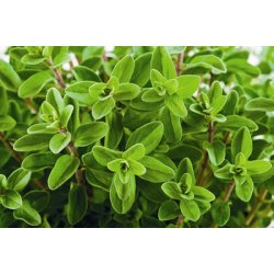 Lakshmi - Sweet Majoram, Egipt, 5 ml.