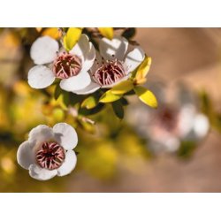 Lakshmi - Manuka, 5 ml.