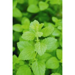 Lakshmi - Melisse, 1 ml.