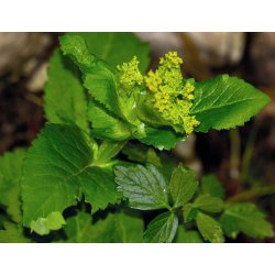 Lakshmi - Myrra, Somalia, 5 ml.