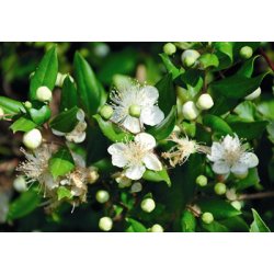 Lakshmi - Mirto, Croatia, 10 ml.