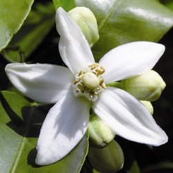 Lakshmi - Neroli, 1 ml.