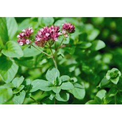 Lakshmi - Oregano, Spain,  5 ml.