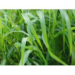 Lakshmi - Palmarosa bio India, 5 ml.