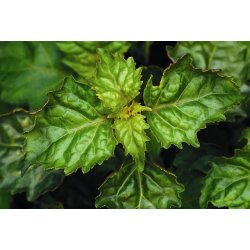 Lakshmi - Patchouli, Indonesia 10 ml.