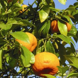 Lakshmi - Petitgrain bigarade, Italy, 10 ml. 