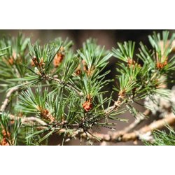 Lakshmi - Pine Shouts, East europe, 10 ml.