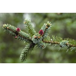 Lakshmi - Picea Mariana, Canada, 10 ml.