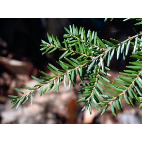 Lakshmi - Pruche, Canada, 5 ml.