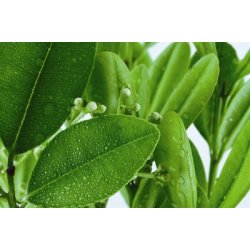 Lakshmi - Rosalina, Australia, 10 ml.