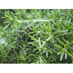 Lakshmi - Rosmarin Verbenone, Rosemary Borneone, France, 5 ml. 