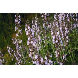 Lakshmi - Savory, Croatia, 5 ml.