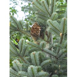 Lakshmi - Templin, Canada wild, 5 ml.