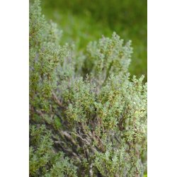 Lakshmi - Thyme Borneol, France, 5 ml.